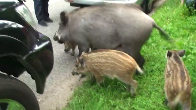 Семья кабанов на Куршской Косе 20.06.2012 смотреть онлайн