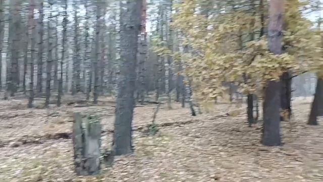 Выходные проводим в лесу. Деревня около Гомеля. смотреть онлайн