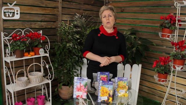 Цветок Канна ✅ Посадка луковичных и уход за цветами смотреть онлайн