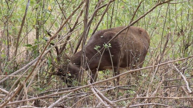 Wildlife Wild Deer in Komodo National Park Indonesia🦌 смотреть онлайн