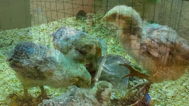 Про цветного бройлера смотреть онлайн