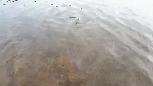 Рыба на Фидер