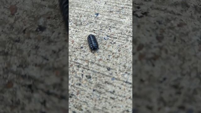 Roly-Poly Rolls up into a ball смотреть онлайн