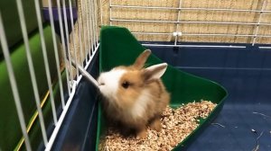 Наш новый питомец ? львиноголовый кролик Баффи
