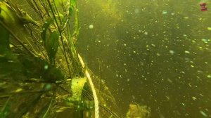 Дайвинг на Волге/ Поднял лодку "ВОРОНЕЖ"/ Гоняю на ней по реке/ Ждала меня 50 лет!!!