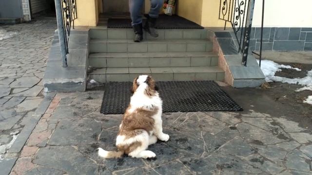 Московская сторожевая Алтай, 1-й день. Знакомство с вольером и кормом. смотреть онлайн