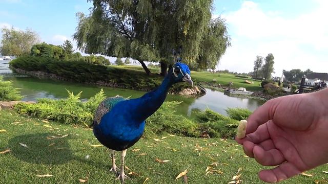 Днепр 2020. Бобро пожаловать в яхт-клуб Сич смотреть онлайн