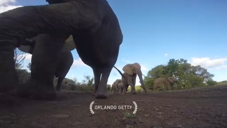 Слоники гуляют смотреть онлайн