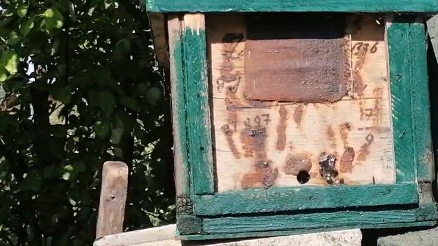 Пчелы в ловушке смотреть онлайн