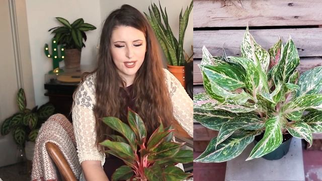 Aglaonema Siam Aurora Red Plant Care Guide For Beginners смотреть онлайн