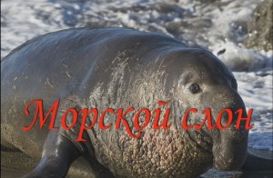 Морской слон