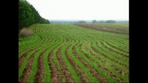 посев семян хамедореи seeding hamedorei