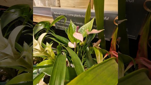 Цветы в магазине Вэйтрос #флористика #комнатныецветы #растения смотреть онлайн