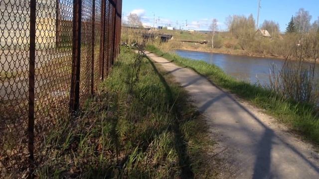 Простой способ пересадки саженцев сосны. смотреть онлайн