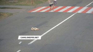 16+ Сбил собаку - 12.08.20