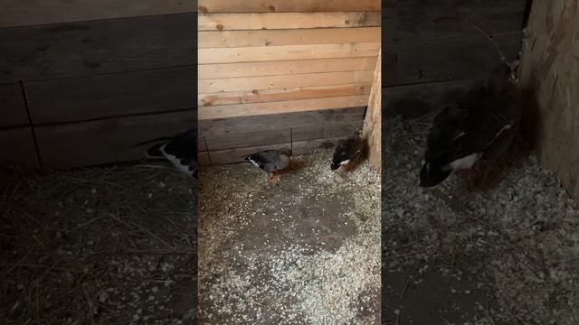 Содержание подсадных белолобых гусей в домашних условиях смотреть онлайн