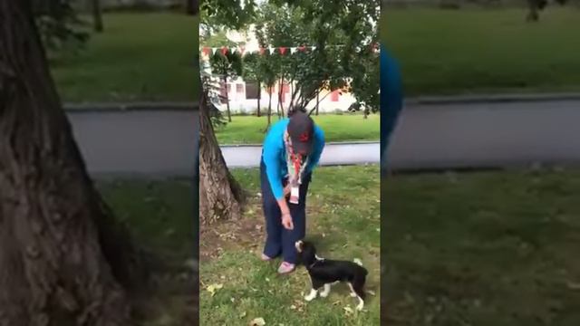 Кавалер Кинг Чарльз Спаниель на Фестивале Индонезии в Москве смотреть онлайн