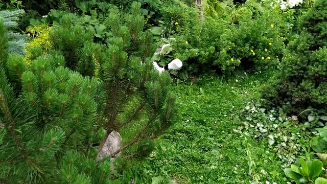 Меньше 2 минут по моему саду. смотреть онлайн