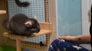 Прогулки шиншилл по квартире