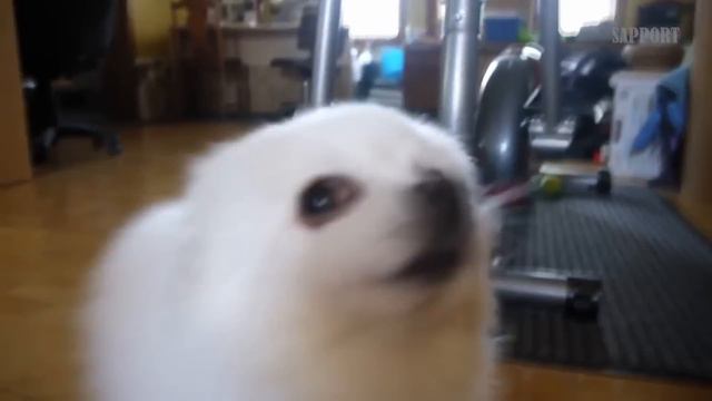 Gabe the Dog - Doggokhiin (TES V: Skyrim) смотреть онлайн