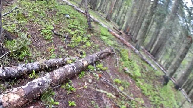 Elk Shed Hunting/Morel Hunting | Best Morel Day Ever?!?