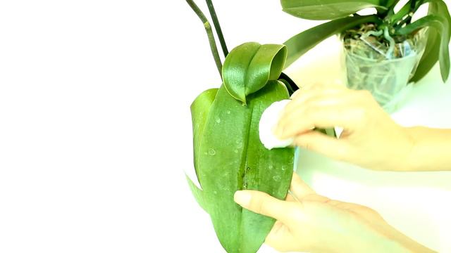 New Phalaenopsis Orchids - spotting & fixing dehydration problems смотреть онлайн