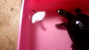 Кормление болотной черепахи