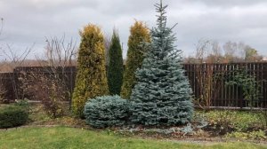 Хвойные растения в интерьере сада. ?Яркая хвойная композиция в окружении кустарников.