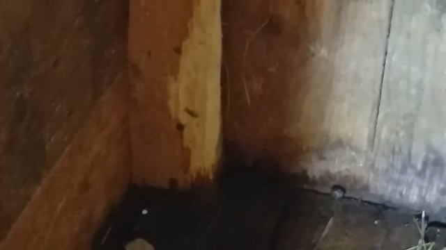 Подготовка клетки к окролу крольчихи смотреть онлайн