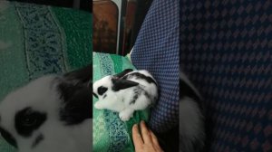 Кролик Строкач. Новое пополнение в моё хозяйство