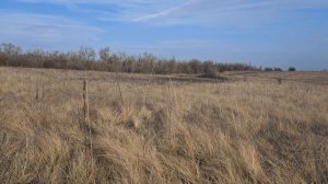 Ловля местового полевого жаворонка