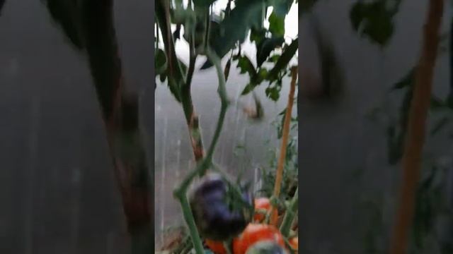 ТОМАТ МЕЧТА АЛИСЫ 2022 Г ВАЦАП ДЛЯ ЗАКАЗА КАТАЛОГА 89152458159 ПИСЬМЕННО смотреть онлайн