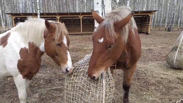 Дружный Хрум) смотреть онлайн