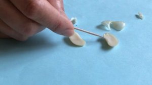 Строение семян фасоли и гороха