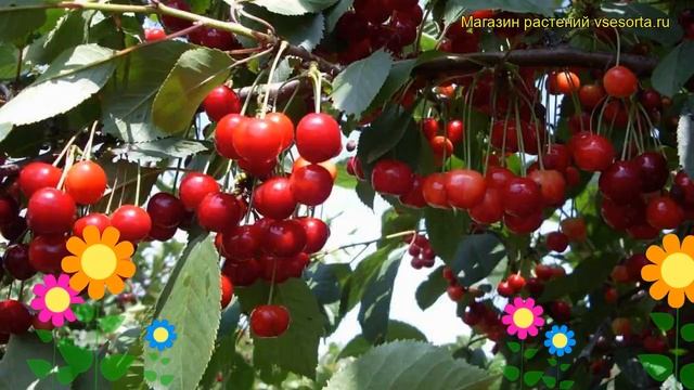 Вишня Ассоль. Краткий обзор, описание характеристик, где купить саженцы prunus cerasus Assol' смотреть онлайн