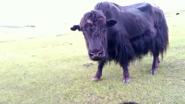 Баярлалаа Сарлаг аа 😊 ( Ар хангай, Цэнхэр сум) смотреть онлайн