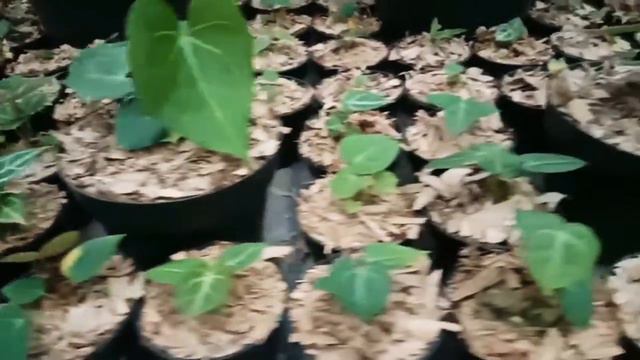Anthurium kuping gajah hybrid смотреть онлайн