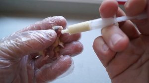 Птенец Кореллы. Первые часы после рождения