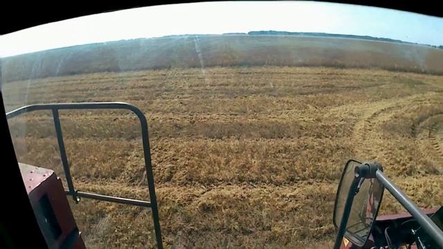 Палессе GS812 первый день//обмолот гороха напрямую смотреть онлайн