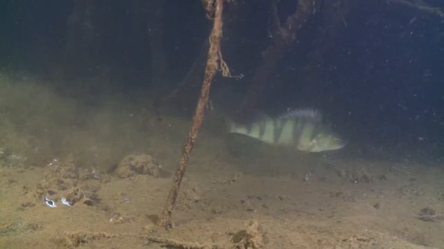 Закрытие летнего сезона 2017 Щелково