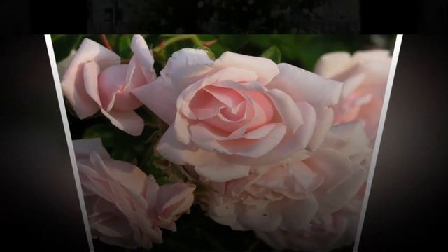 New Dawn Rose