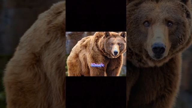 Забавные Моменты с Пушистыми Парнями