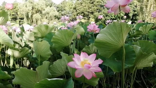 [面白い雑学] じっくり雑学 смотреть онлайн