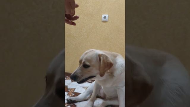 Свежее мясо или рубец, что выберет Бетти?