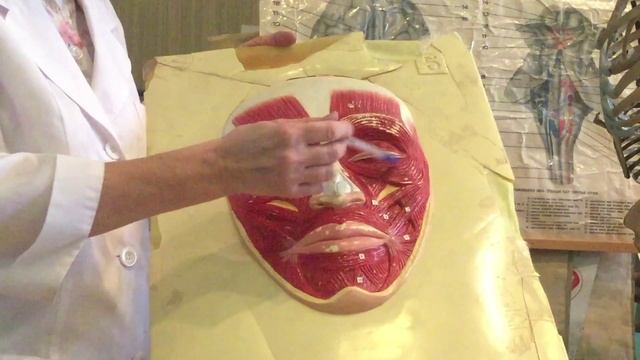 Мышцы лица смотреть онлайн