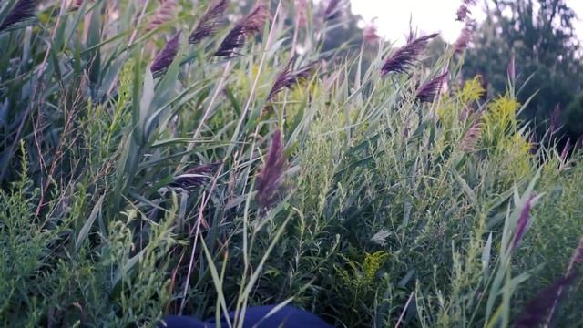 Checkers TV Reading Road Trip - Australian Animals смотреть онлайн