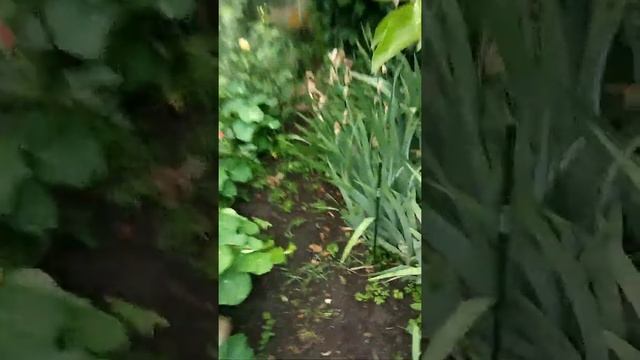Мой влог на даче смотреть всем смотреть онлайн