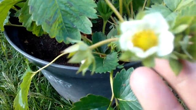 Клубника в горшке. Эксперимент . смотреть онлайн