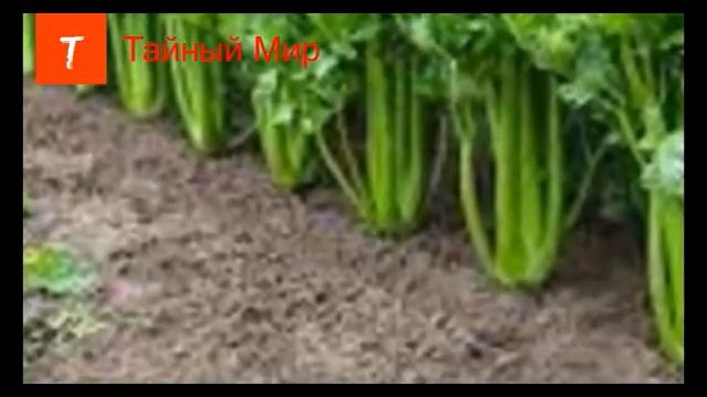 Стебель сельдерея защищает от рака смотреть онлайн