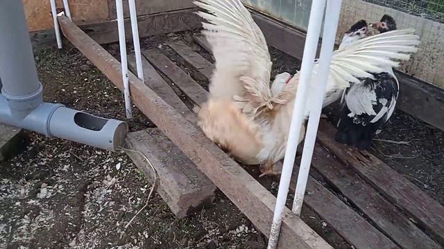 Содержание кур и уток в парнике , жизнь на даче , на ужин ребра на мангале